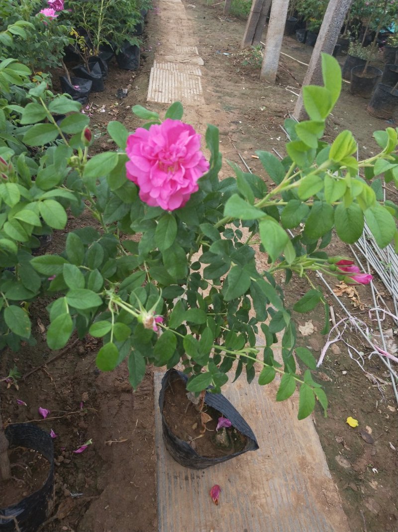 玫瑰花