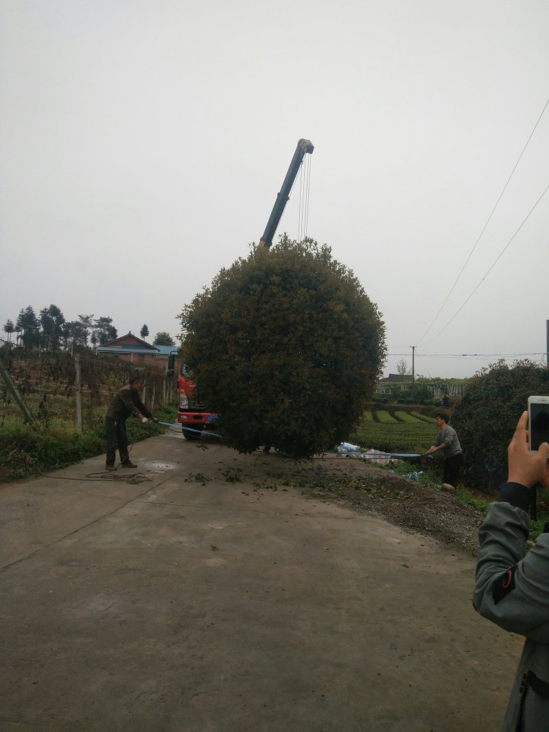 桂花