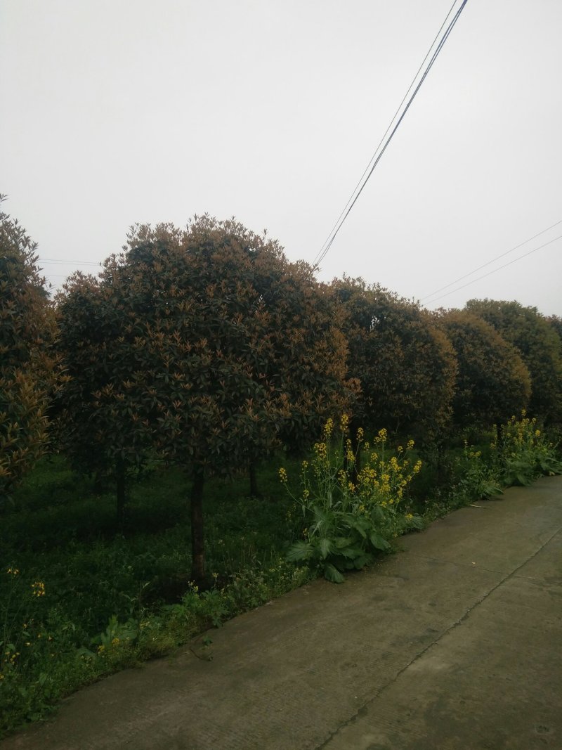 桂花