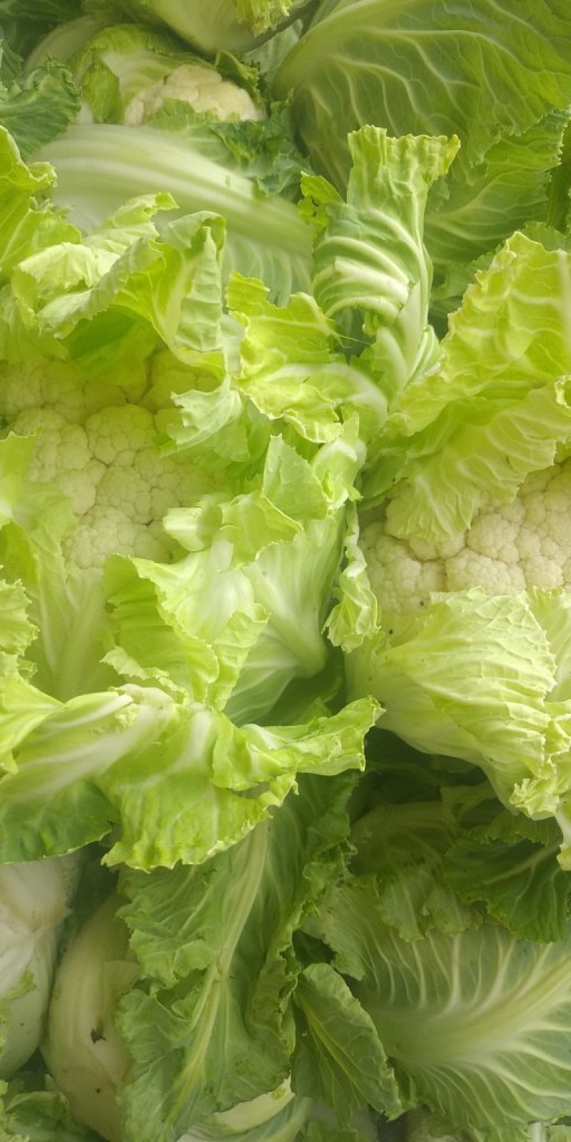 白花菜散装