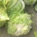 白花菜散装