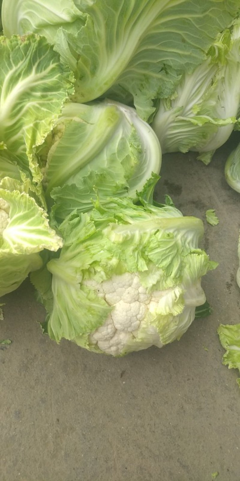 白花菜散装