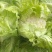 白花菜散装