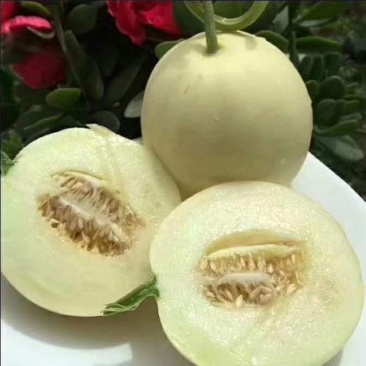甜瓜