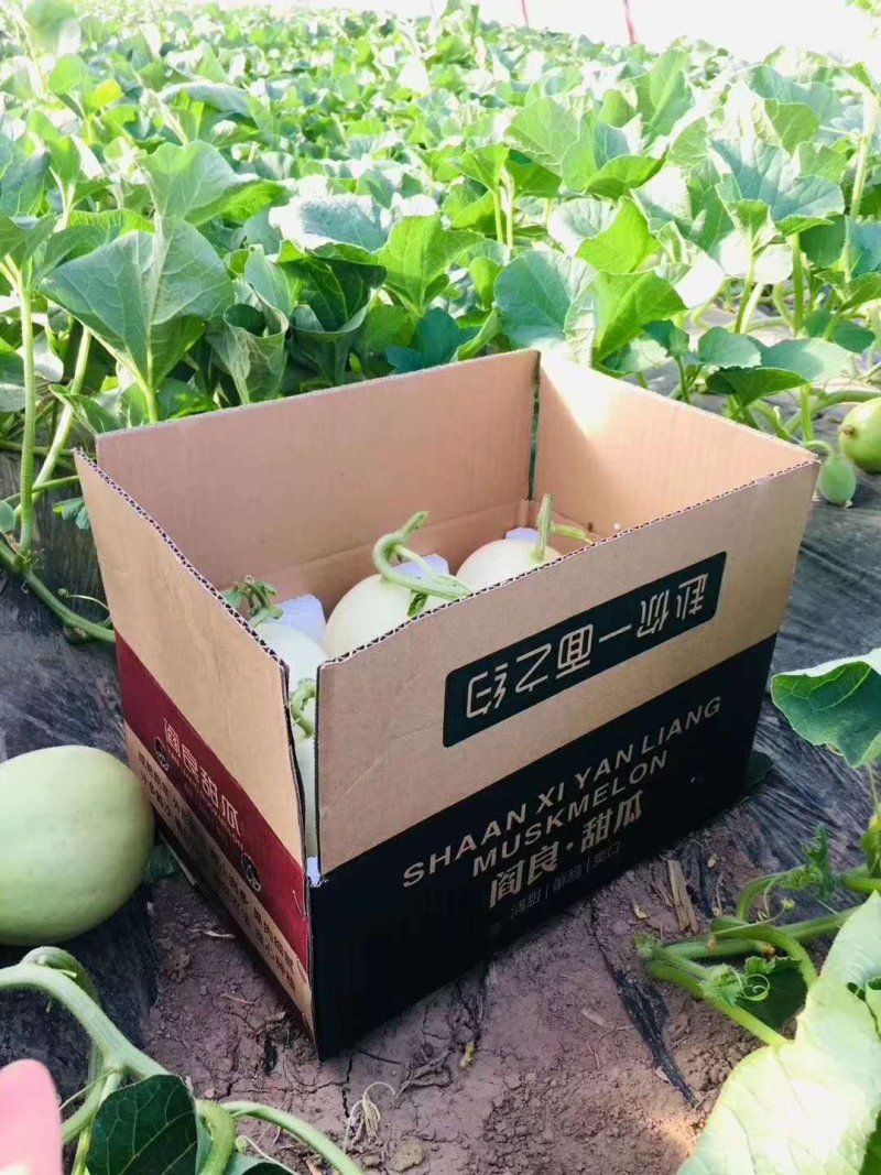 甜瓜