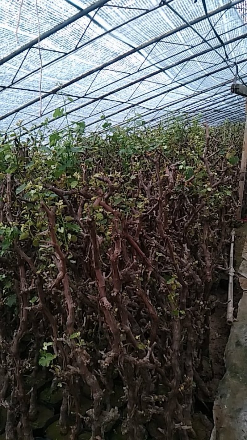葡萄树3公分至10公分