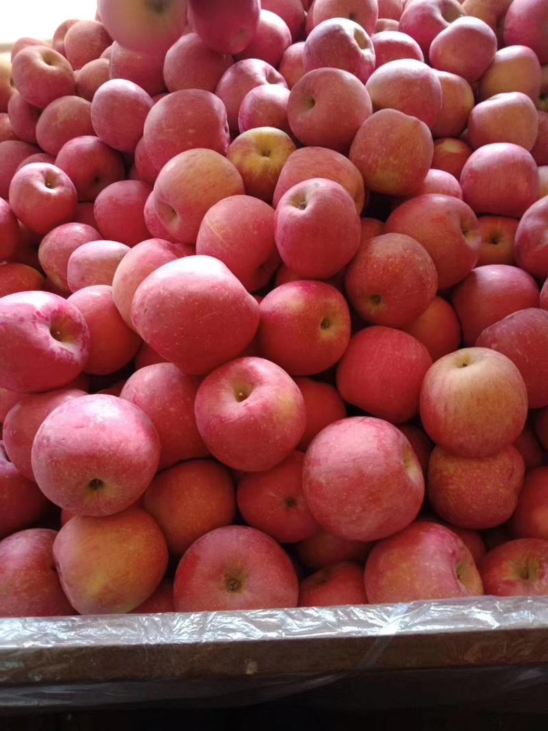 山东冷库红富士苹果大量出库，货源充足保质保量价格不高
