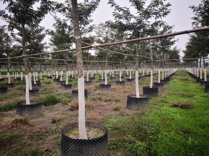 【热销】多花黄花枫林木黄花枫枫树基地直供欢迎致电诚信代办