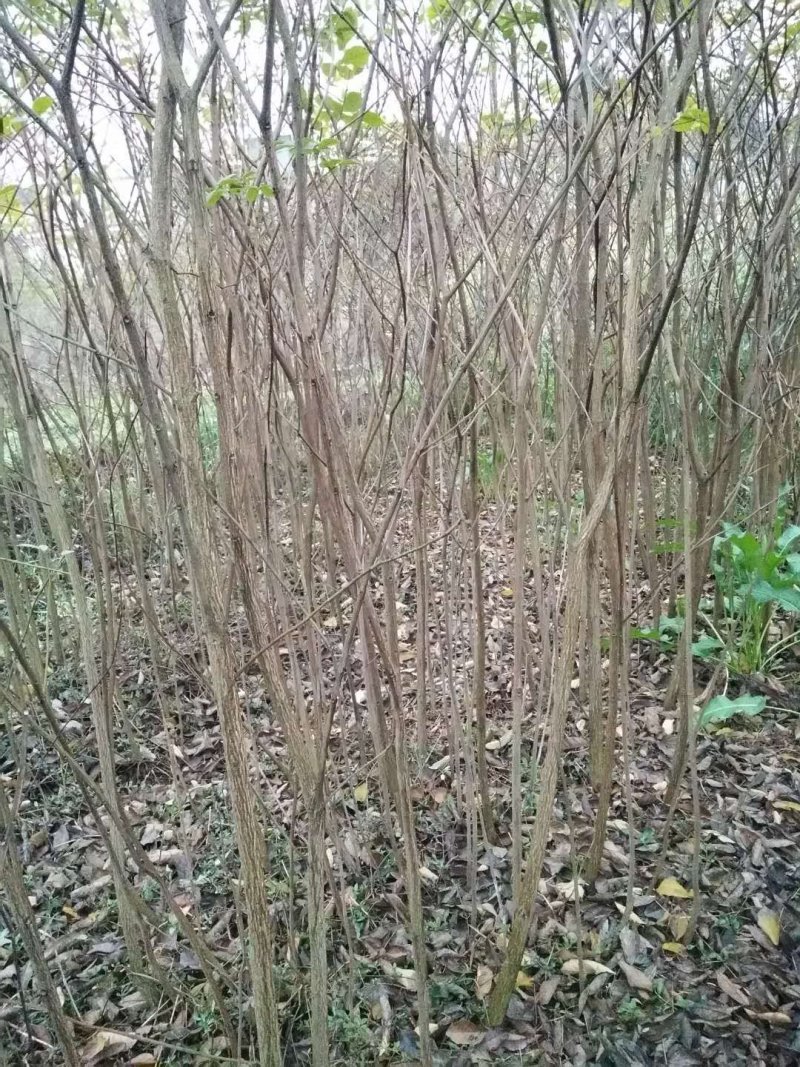 【热销】多花黄花枫林木黄花枫枫树基地直供欢迎致电诚信代办