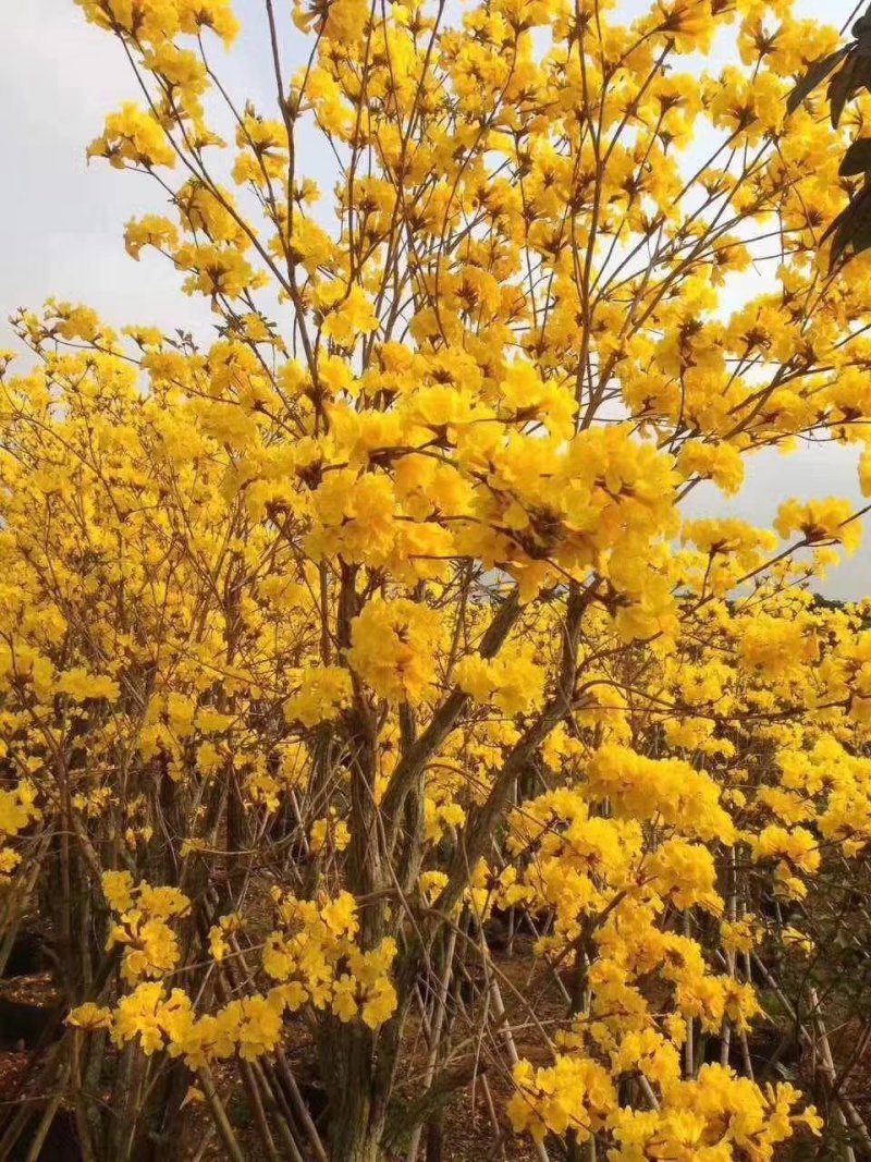 【热销】多花黄花枫林木黄花枫枫树基地直供欢迎致电诚信代办