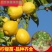四季无籽香水柠檬苗台湾无核青柠檬果苗尤力克柠檬