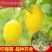 四季无籽香水柠檬苗台湾无核青柠檬果苗尤力克柠檬