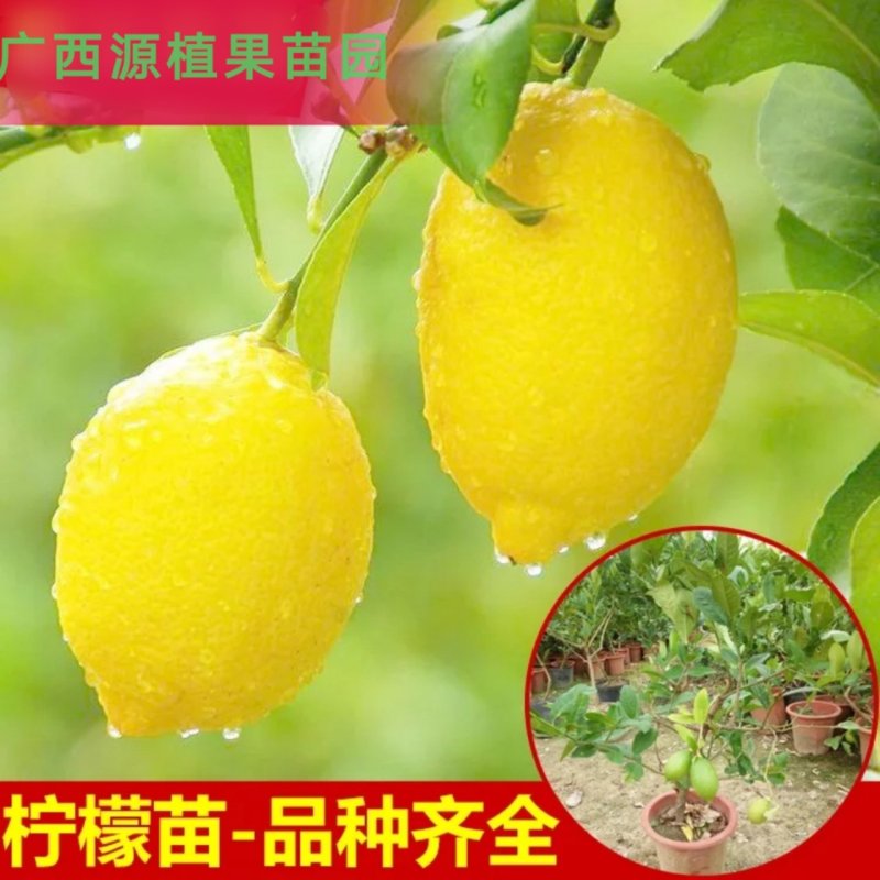 四季无籽香水柠檬苗台湾无核青柠檬果苗尤力克柠檬