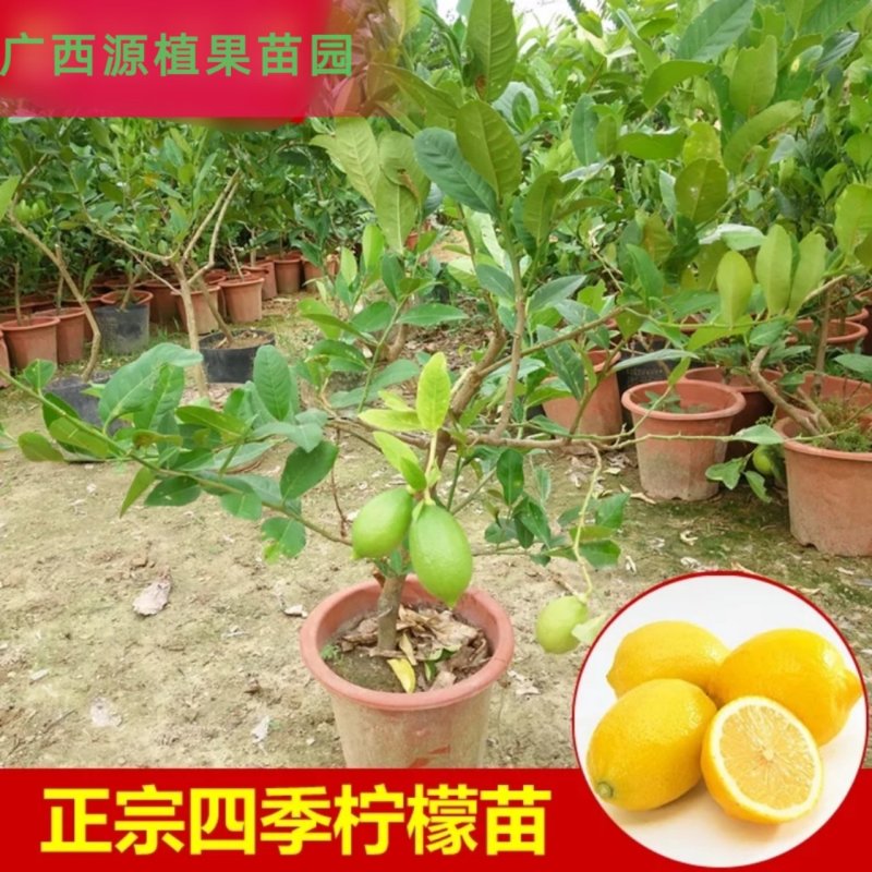 四季无籽香水柠檬苗台湾无核青柠檬果苗尤力克柠檬