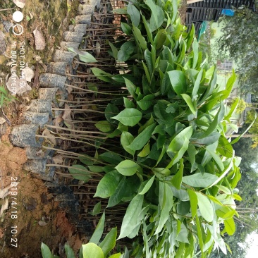 火力楠树苗醉香含笑造林苗