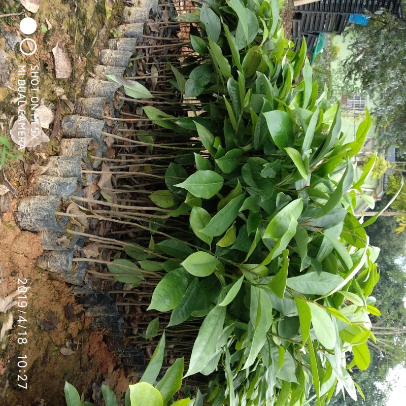 火力楠树苗醉香含笑造林苗