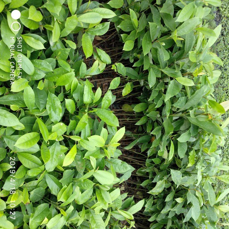 火力楠树苗醉香含笑造林苗