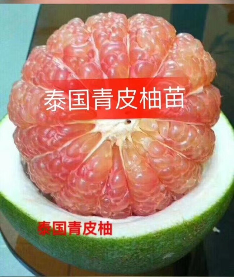 沙田柚子苗三红蜜柚果树苗青皮红肉柚子红宝石苗