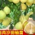 沙田柚子苗三红蜜柚果树苗青皮红肉柚子红宝石苗