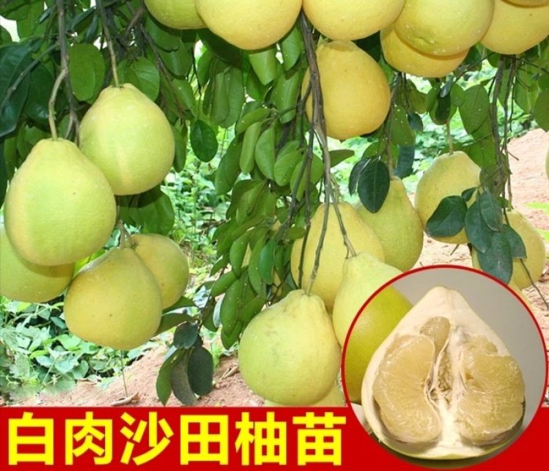 沙田柚子苗三红蜜柚果树苗青皮红肉柚子红宝石苗
