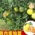 沙田柚子苗三红蜜柚果树苗青皮红肉柚子红宝石苗