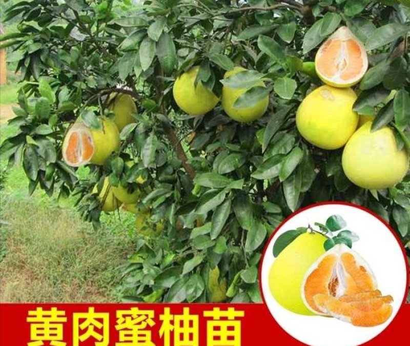 沙田柚子苗三红蜜柚果树苗青皮红肉柚子红宝石苗