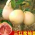 沙田柚子苗三红蜜柚果树苗青皮红肉柚子红宝石苗