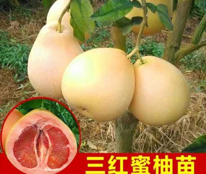沙田柚子苗三红蜜柚果树苗青皮红肉柚子红宝石苗