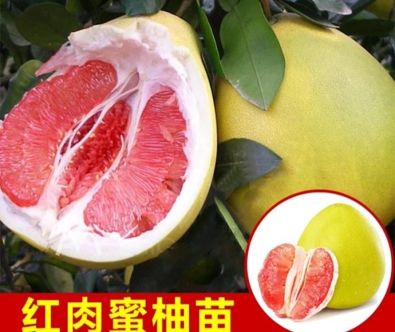 沙田柚子苗三红蜜柚果树苗青皮红肉柚子红宝石苗