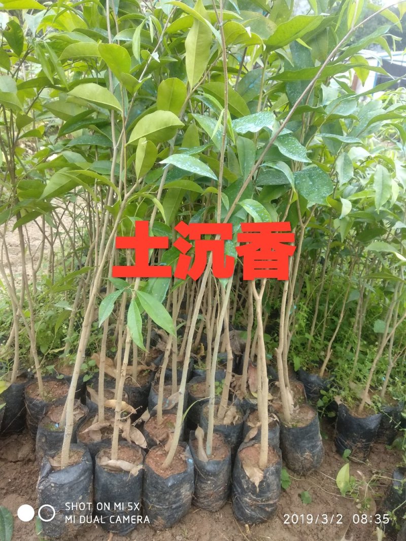 奇楠沉香嫁接奇楠土沉香树苗白木香树苗