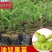 正宗油甘果苗嫁接大肉牛甘果树苗油甘仔树苗耐寒当年结果