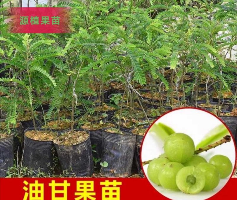 正宗油甘果苗嫁接大肉牛甘果树苗油甘仔树苗耐寒当年结果