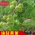 正宗油甘果苗嫁接大肉牛甘果树苗油甘仔树苗耐寒当年结果