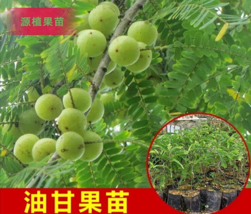 正宗油甘果苗嫁接大肉牛甘果树苗油甘仔树苗耐寒当年结果