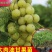 正宗油甘果苗嫁接大肉牛甘果树苗油甘仔树苗耐寒当年结果