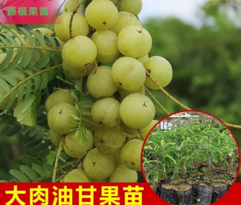 正宗油甘果苗嫁接大肉牛甘果树苗油甘仔树苗耐寒当年结果