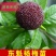 正宗嫁接东魁杨梅树苗杨梅苗耐寒黑碳杨梅苗大杨梅树苗水果