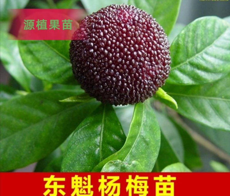 正宗嫁接东魁杨梅树苗杨梅苗耐寒黑碳杨梅苗大杨梅树苗水果