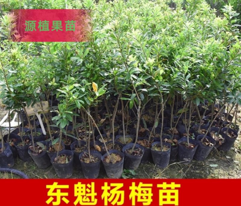 正宗嫁接东魁杨梅树苗杨梅苗耐寒黑碳杨梅苗大杨梅树苗水果