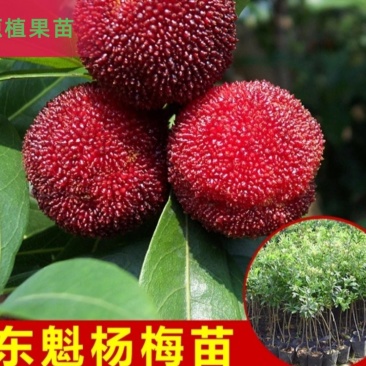 正宗嫁接东魁杨梅树苗杨梅苗耐寒黑碳杨梅苗大杨梅树苗水果