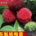 正宗嫁接东魁杨梅树苗杨梅苗耐寒黑碳杨梅苗大杨梅树苗水果