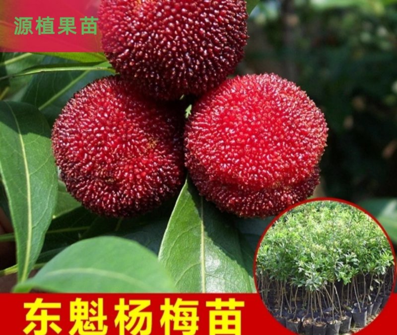 正宗嫁接东魁杨梅树苗杨梅苗耐寒黑碳杨梅苗大杨梅树苗水果