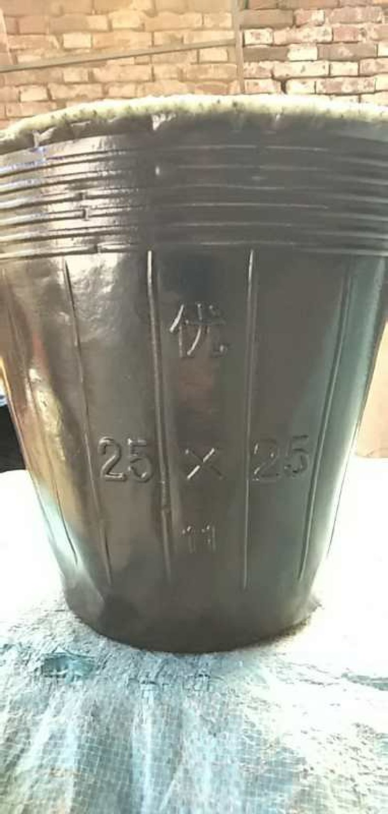 育苗器营养钵树苗杯各种型号育苗营养钵