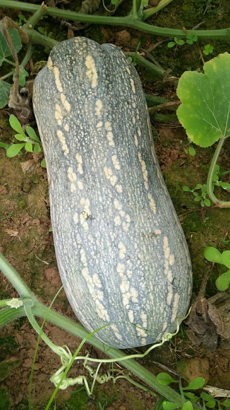 广西南宁南瓜大量供应支持视频看货欢迎咨询