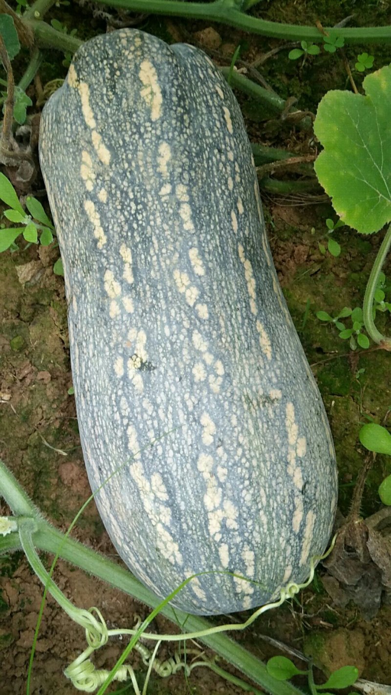 广西南宁南瓜大量供应支持视频看货欢迎咨询