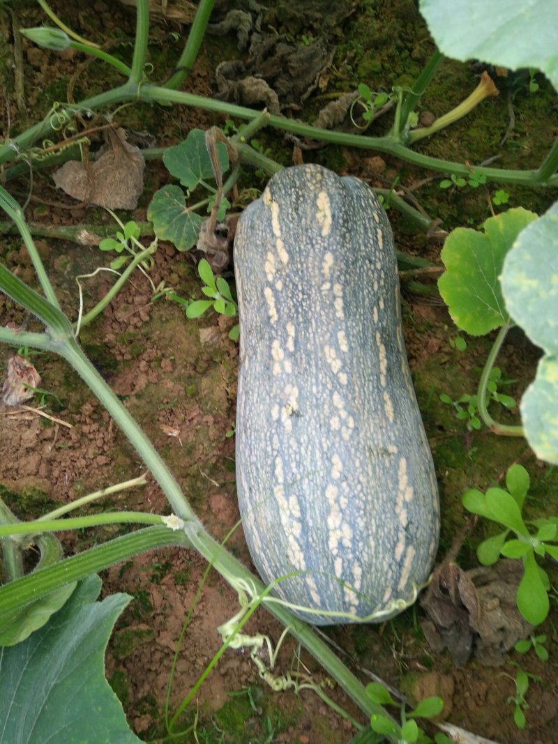 广西南宁南瓜大量供应支持视频看货欢迎咨询