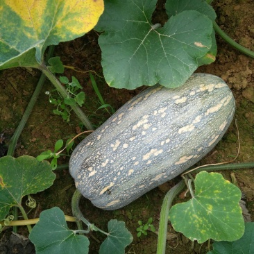 广西南宁南瓜大量供应支持视频看货欢迎咨询
