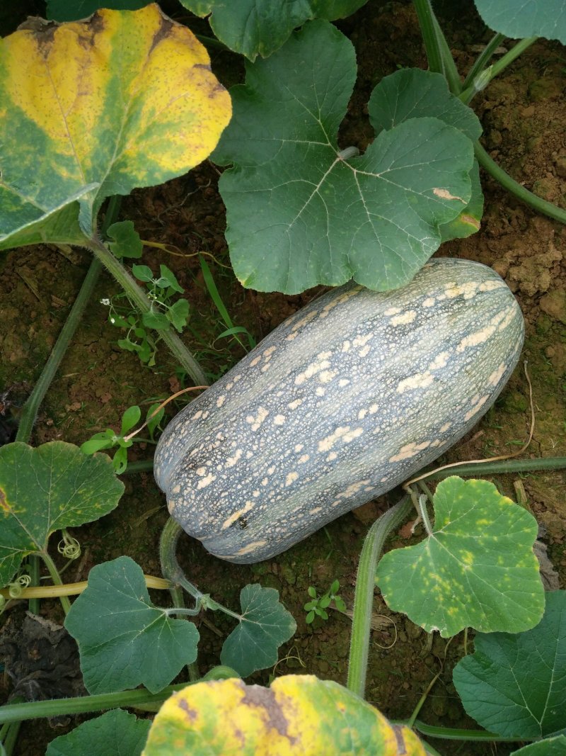 广西南宁南瓜大量供应支持视频看货欢迎咨询