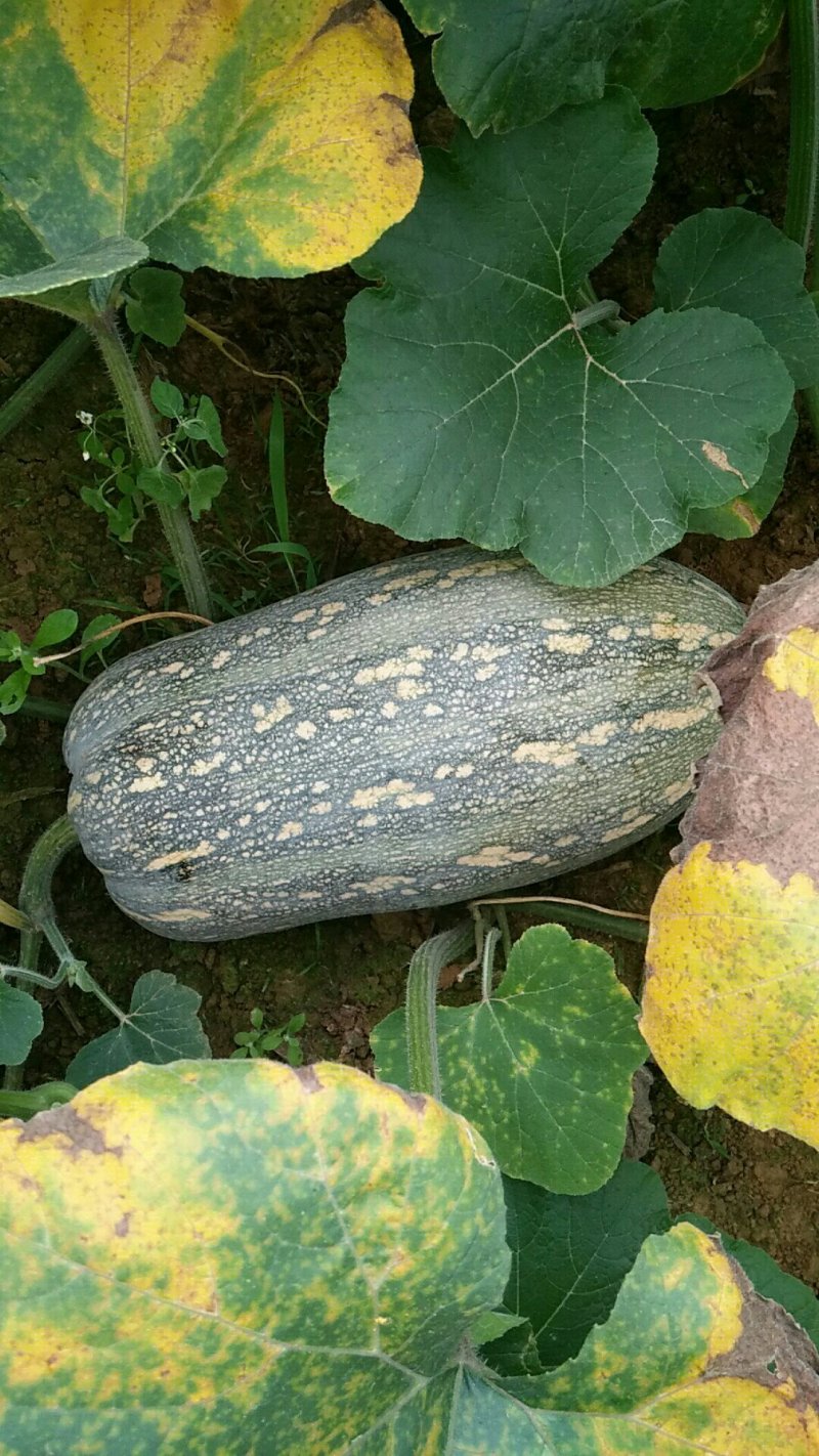 广西南宁南瓜大量供应支持视频看货欢迎咨询