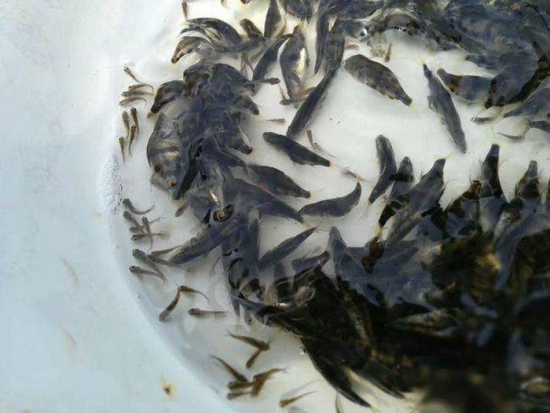 桂鱼苗供应